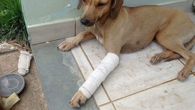 Maus-tratos: homem é preso por agredir cachorro com golpes de madeira em Jussara