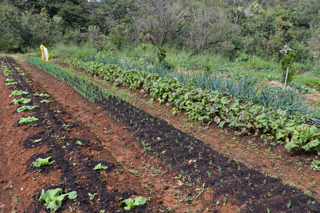 Políticas públicas para expansão da agrofloresta na Bahia geram debate