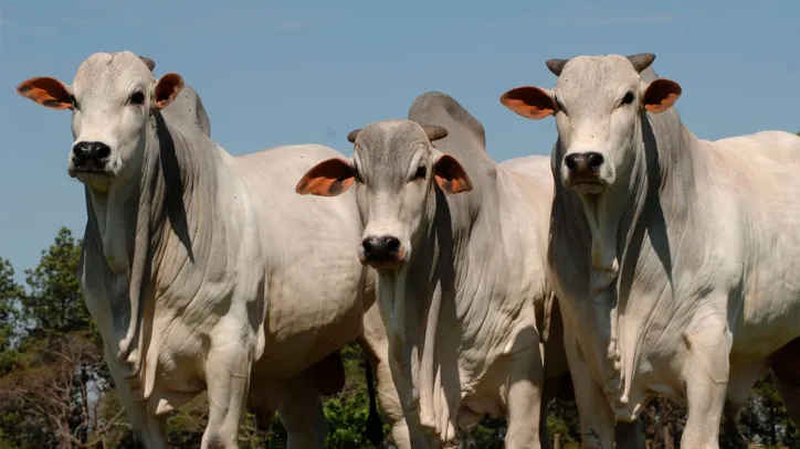 Brasil lança seu 1º aplicativo capaz de avaliar a fertilidade de bovinos