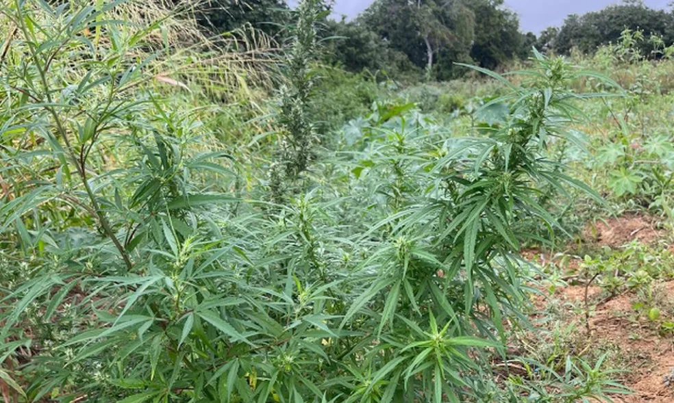 Plantação de mais de 8 mil pés de maconha é encontrada na Bahia