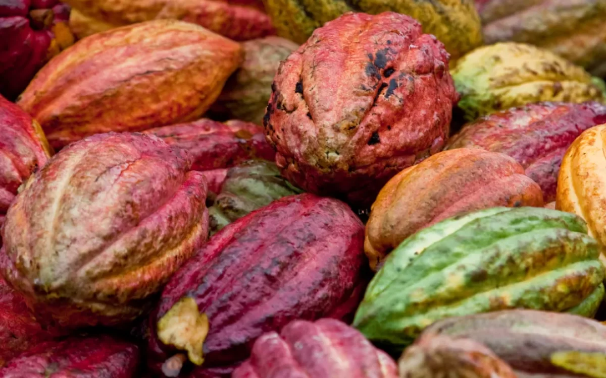 plantações de cacau na Bahia