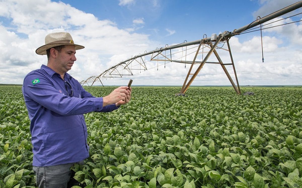 plantações e investimento em toda irecê e Região