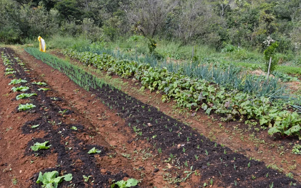 Políticas públicas para expansão da agrofloresta na Bahia geram debate