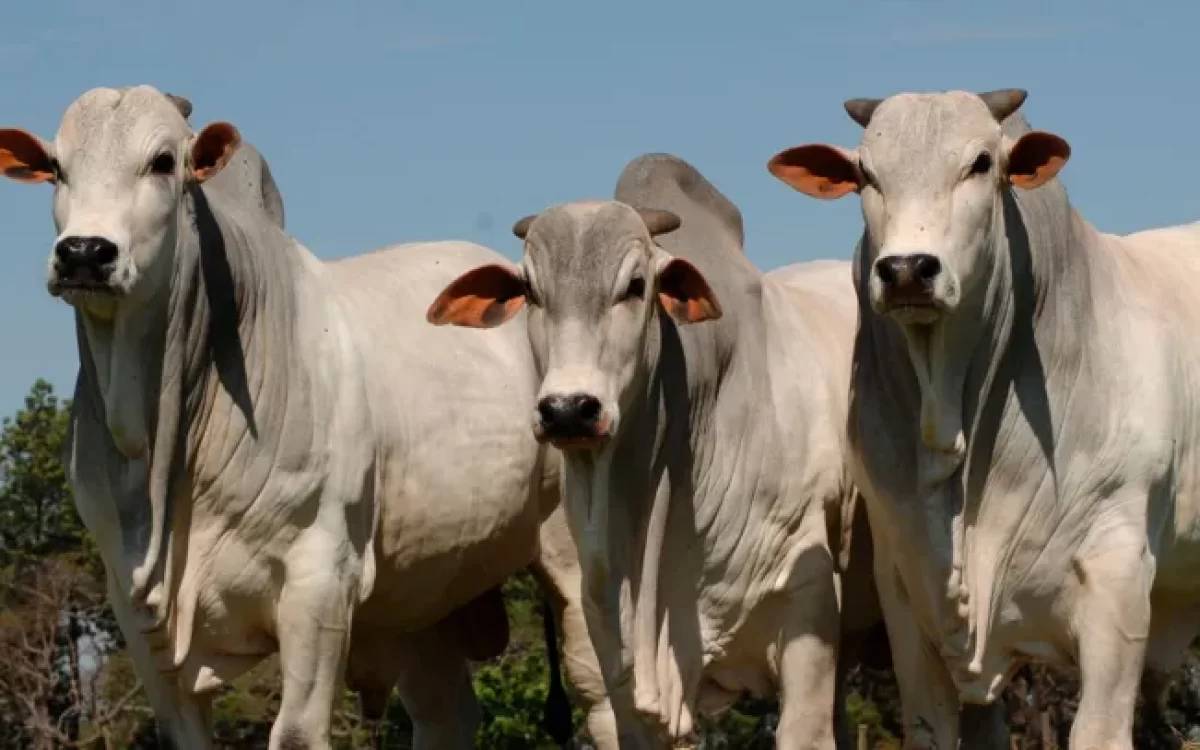 Brasil lança seu 1º aplicativo capaz de avaliar a fertilidade de bovinos