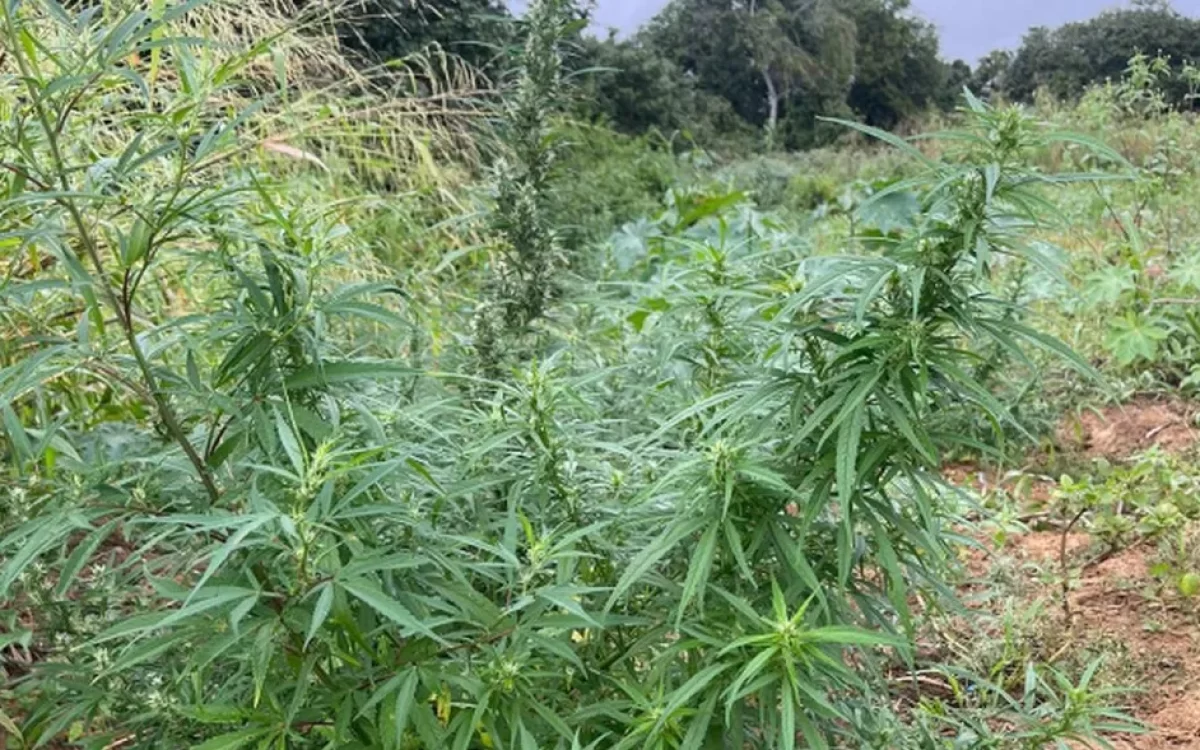 Plantação de mais de 8 mil pés de maconha é encontrada na Bahia