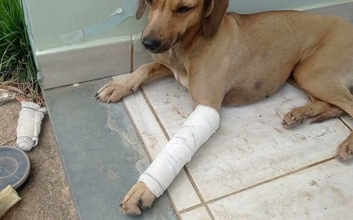 Maus-tratos: homem é preso por agredir cachorro com golpes de madeira em Jussara