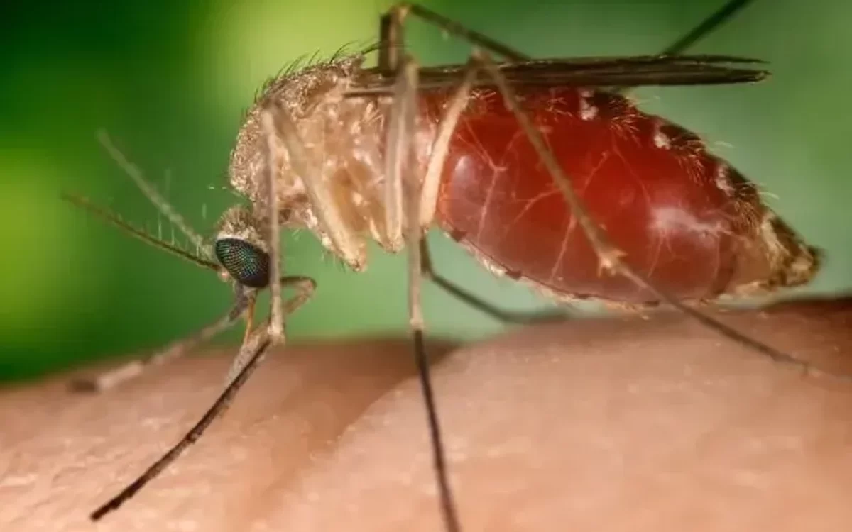 Febre Oropouche: sobe para 628 o número de casos na Bahia