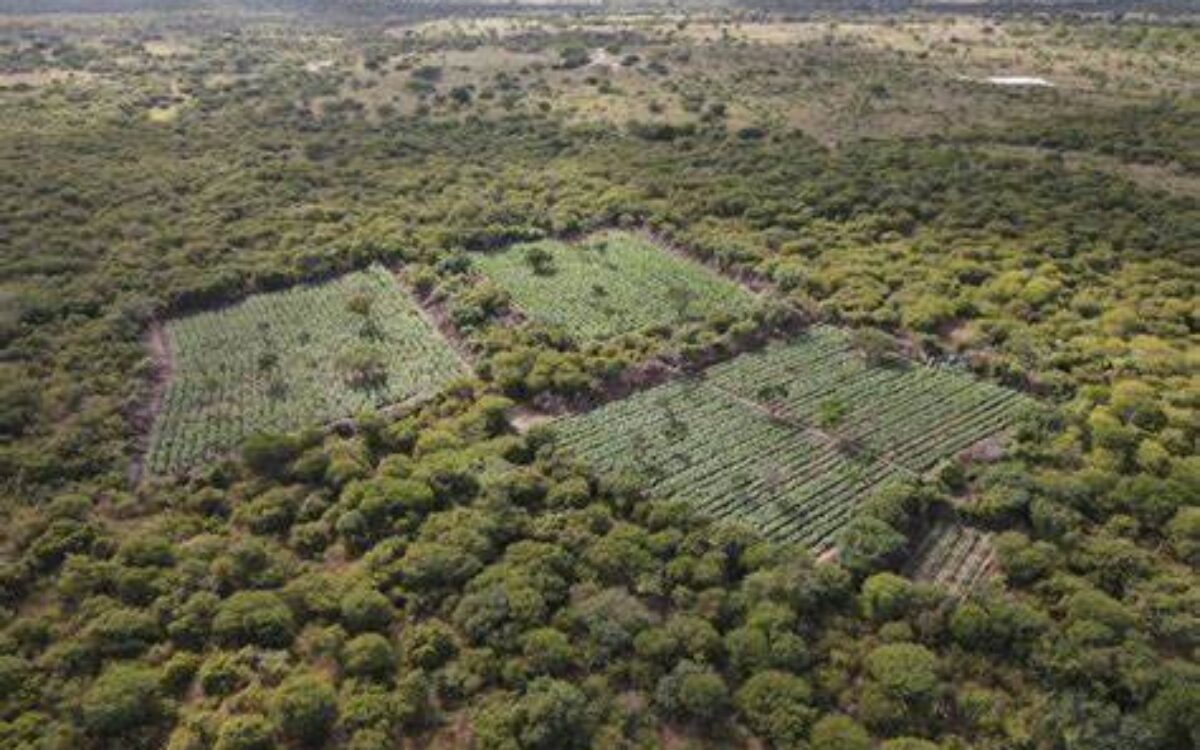 Polícia erradica 61 mil pés de maconha no norte da Bahia