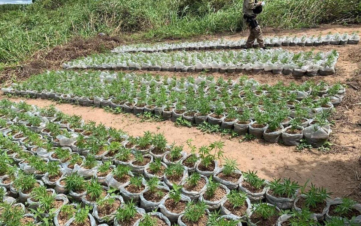 trafico de drogas em joão dourado